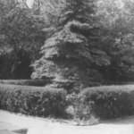 Ogród przy Zakładzie Medycyny Sądowej; 1945-1981; fotografia; MHM WUM/1222