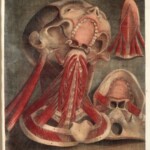 Ilustracja ze zbiorów Wellcome Collection