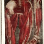 Ilustracja ze zbiorów Wellcome Collection