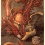 Ilustracja ze zbiorów Wellcome Collection