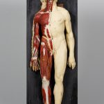 Anatomiczny model męski w połowie z układem mięśniowym leżący