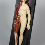 Anatomiczny model męski w połowie z układem mięśniowym leżący