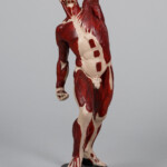 Anatomiczny model męski z układem mięśniowym stojący