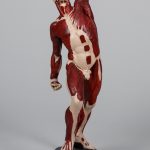 Anatomiczny model męski z układem mięśniowym stojący