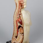 Anatomiczny model przekroju popiersia