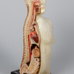 Anatomiczny model przekroju popiersia
