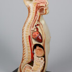 Anatomiczny model przekroju popiersia