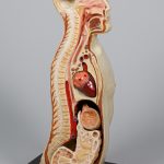 Anatomiczny model przekroju popiersia